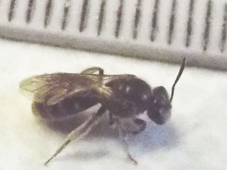 Da identificare..:  cfr. Lasioglossum sp. (Apidae Halictinae)